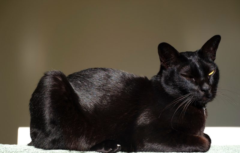 A black Mandalay cat is enjoying the sunshine