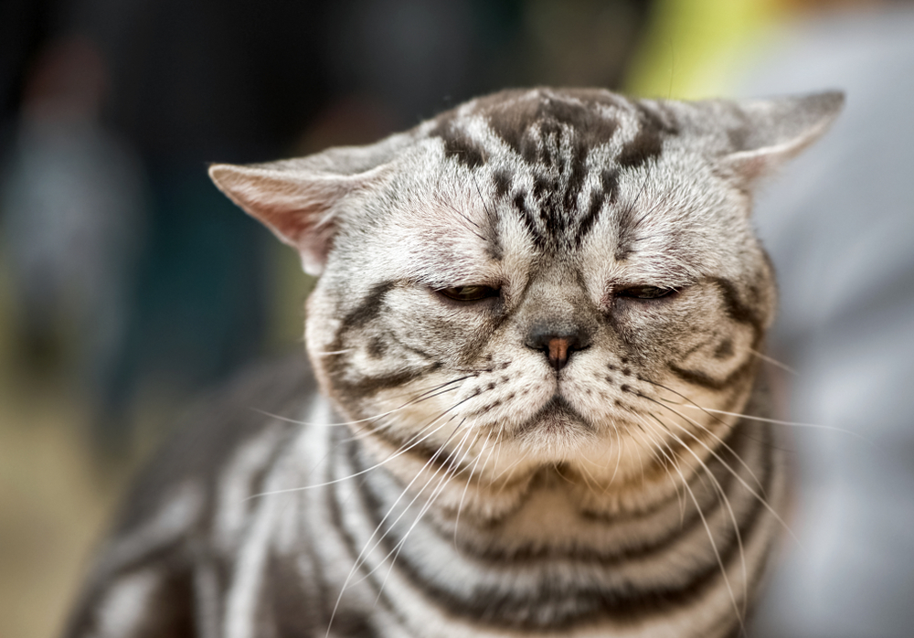 a sad or sick american shorthair cat with ears dropped on the sides