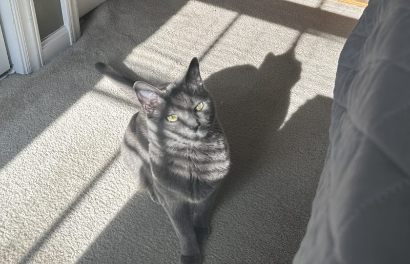 A small cat makes a big shadow!