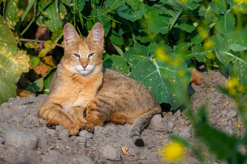 African Jungle Cat