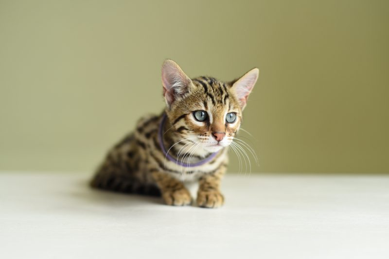 Asian leopard kitten on the wooden table