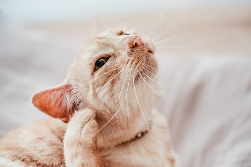 Beige or cream coloured cat scratching its ear