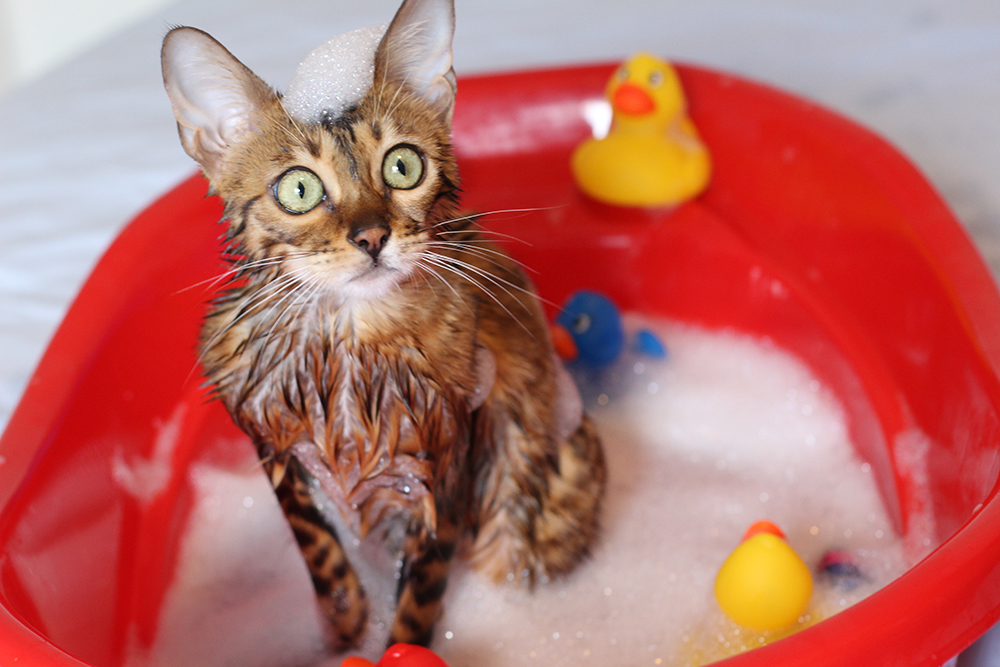 bengal cat getting a bath