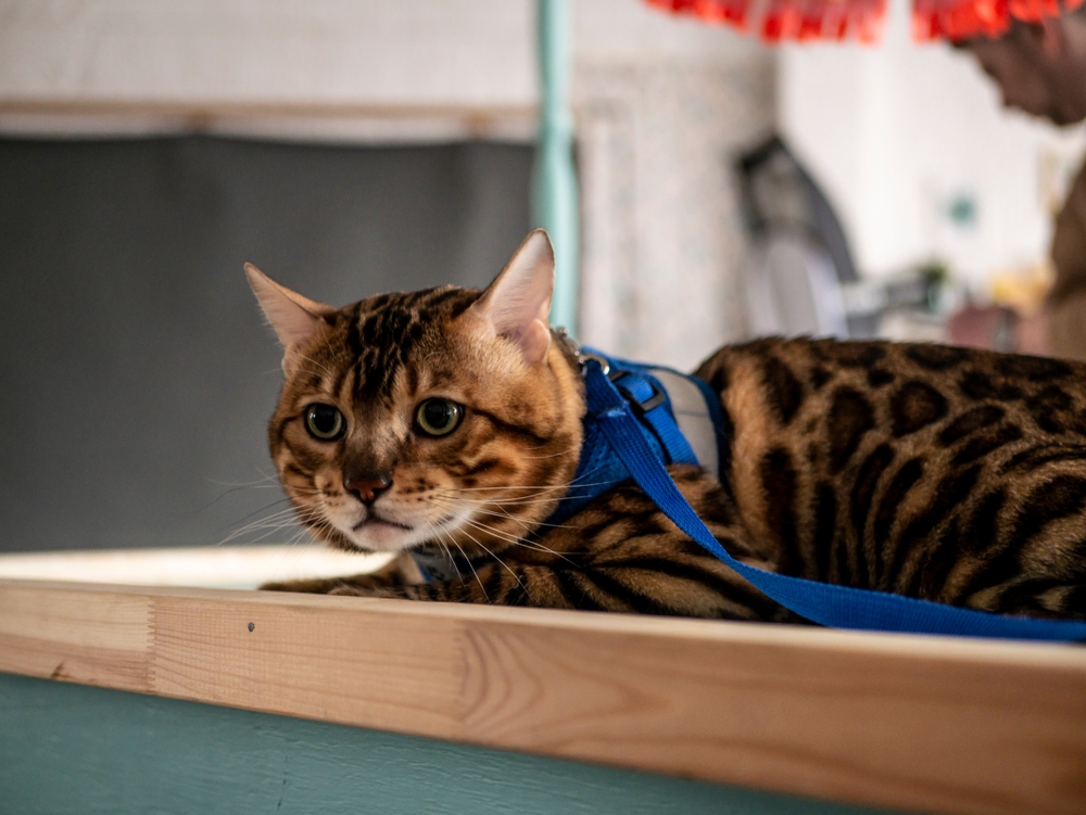 bengal cat on a leash sitting on a table