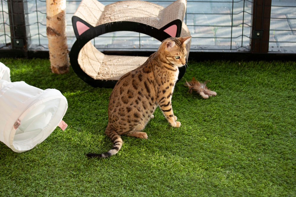 bengal-cat-sitting-in-catio