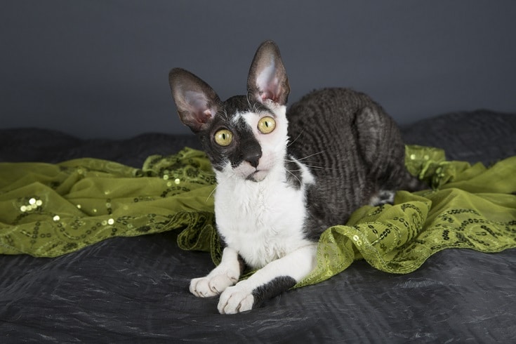 Bi-color Cornish Rex