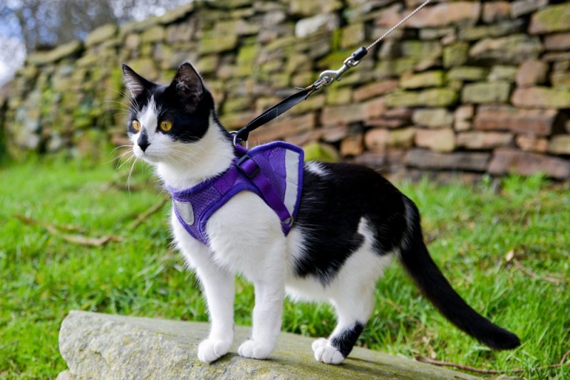 black and white cat in a harness standing outdoors