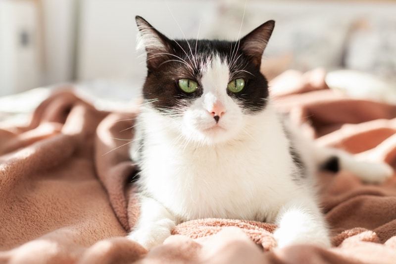 black and white cat lying on the blanket in hotel room bed