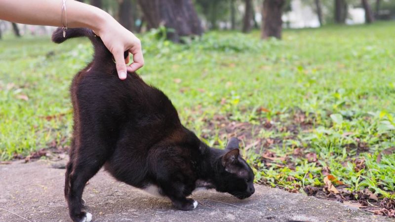 black cat enjoying when owner scratch at the base of his tail showing the butt