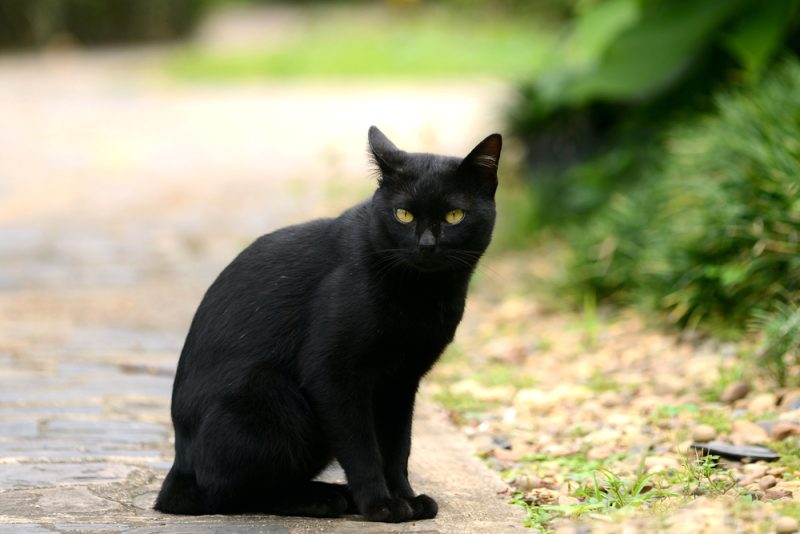 black cat sitting on a pathway