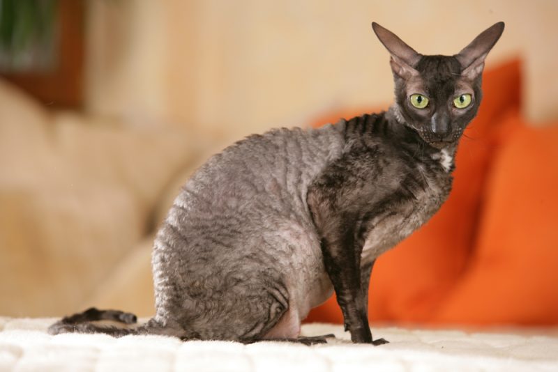 Black Cornish Rex Cat