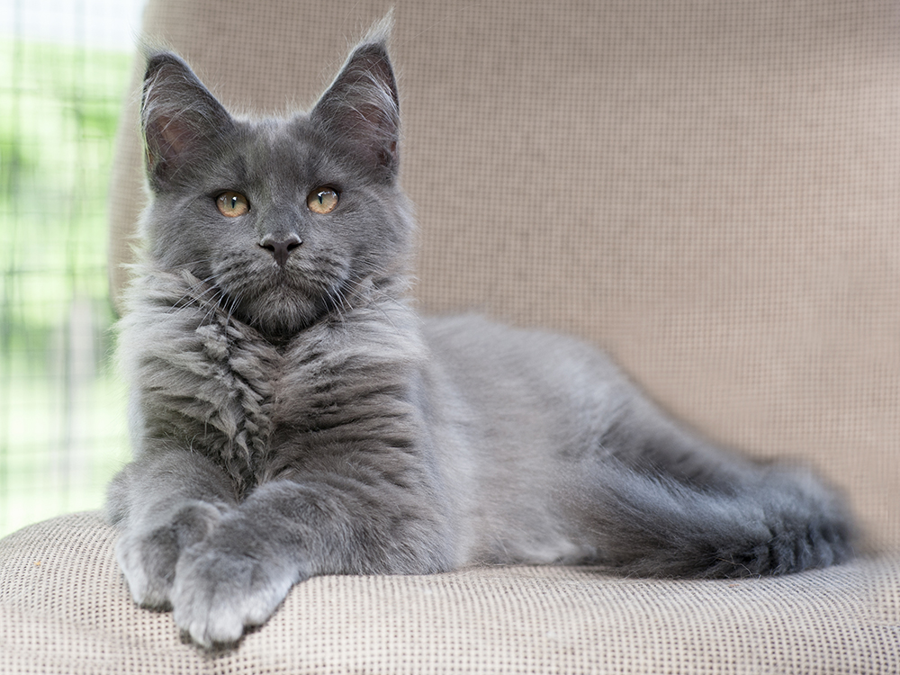 blue maine coon cat lounging on the chair