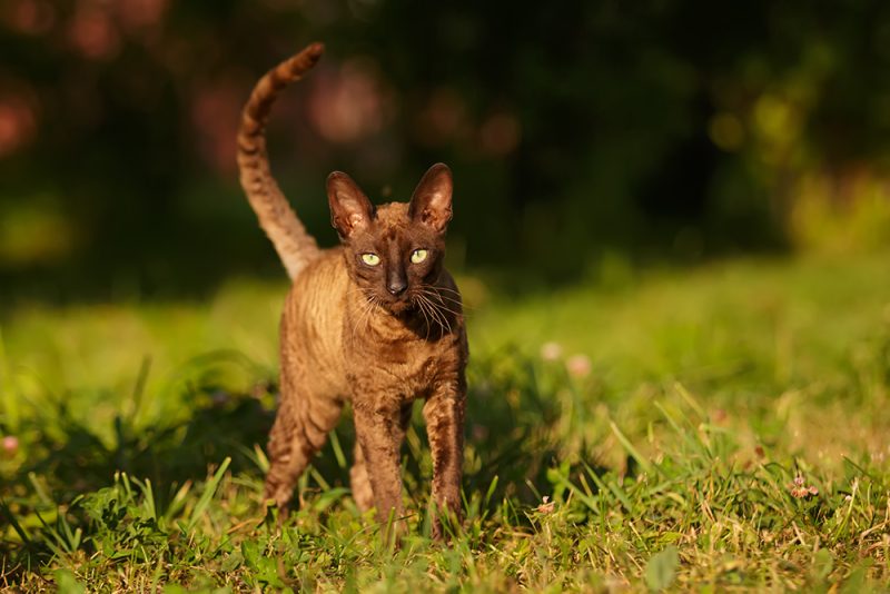 brown Cornish Rex cat walking at the park