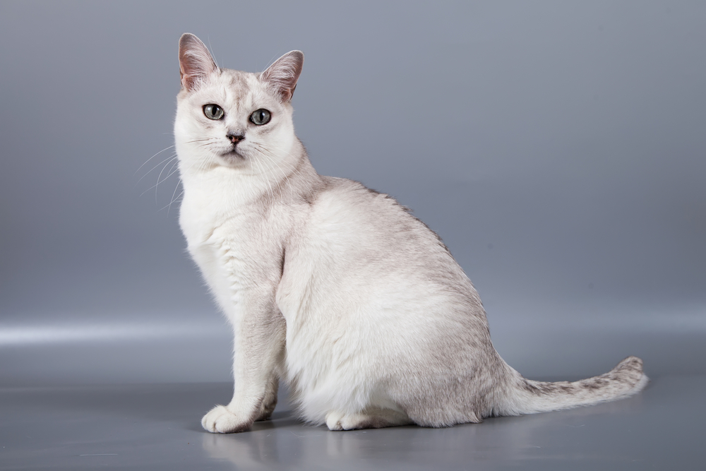 Burmilla Cat in a grey background