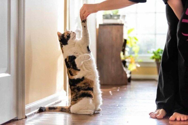 calico cat standing up_Andriy Blokhin, Shutterstock