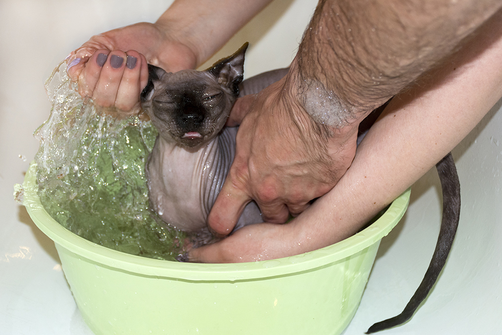 canadian sphynx cat getting a bath