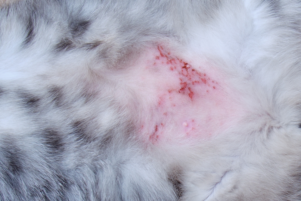 Cat Allergy Dermatitis