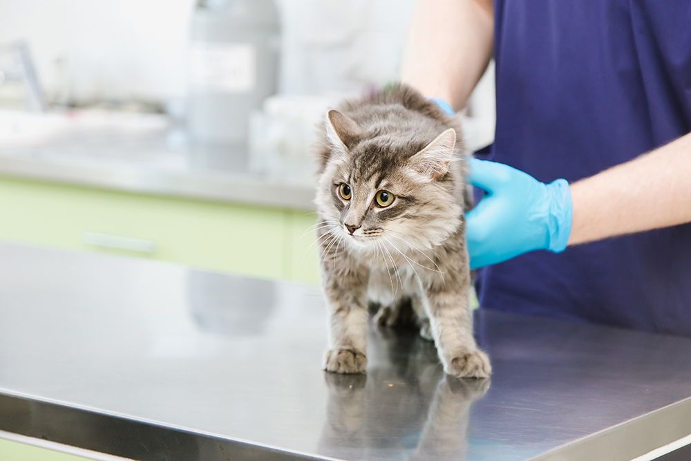 cat being examined by vet at the clinic