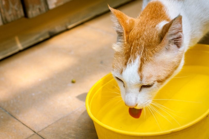 cat drinking water