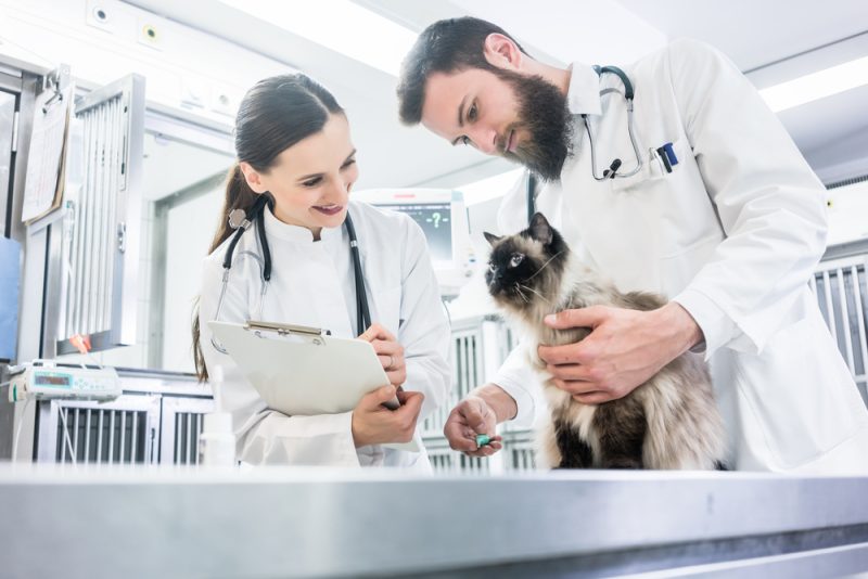 cat examined by Vets