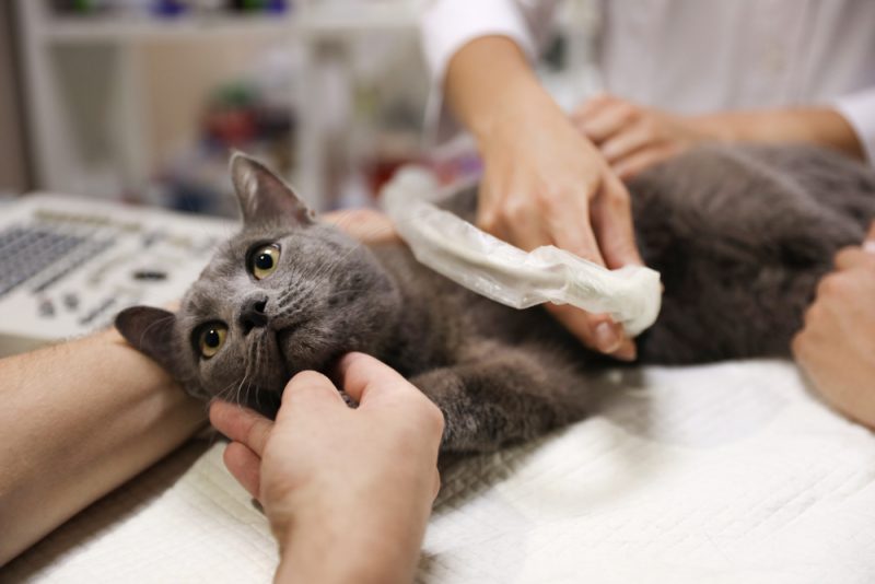 cat having an ultrasound scan at the clinic