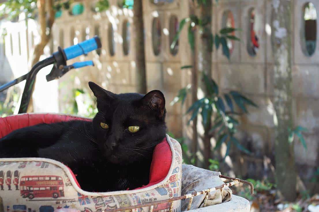 cat in bed outdoors