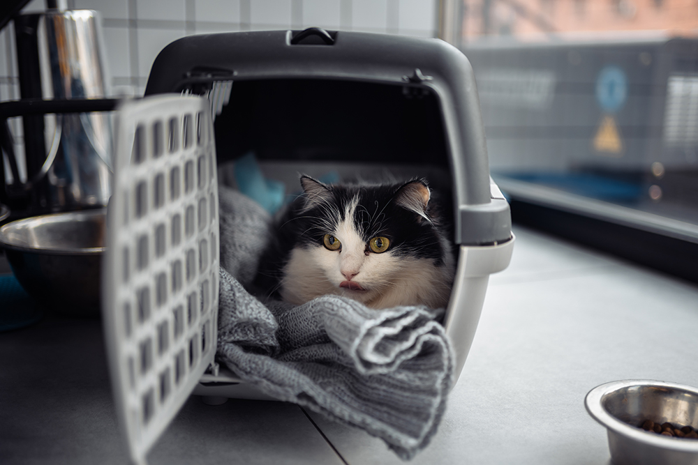 cat in the carrier