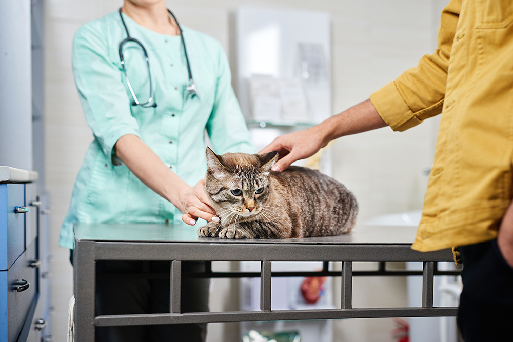 cat in the clinic with veterinarian and owner