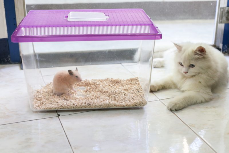 cat looking at a hamster in a transparent cage