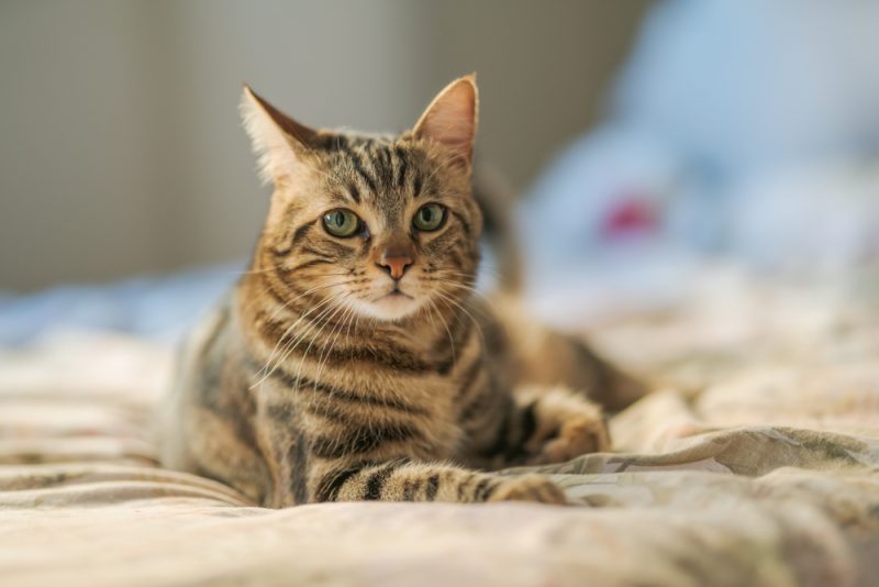 Cat lying down turning its ear while staring at the camera