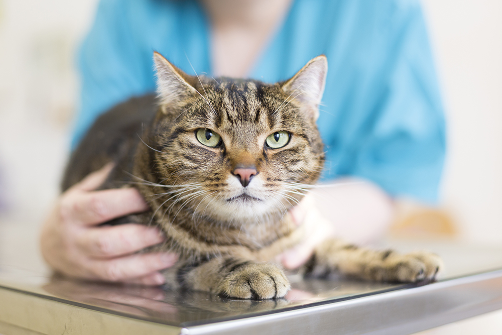 cat on the table being checked by a vet