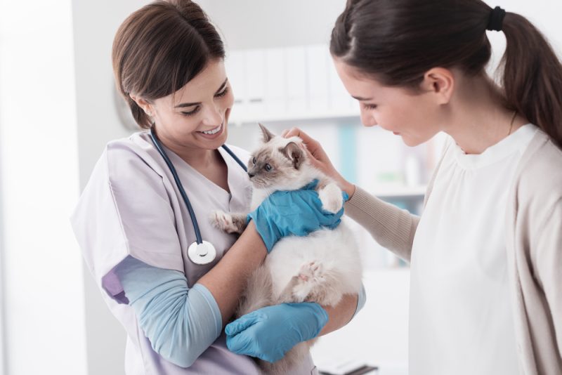 cat owner bringing her pet to the vet