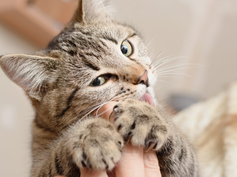 Cat playfully bites the fingers of a human hand