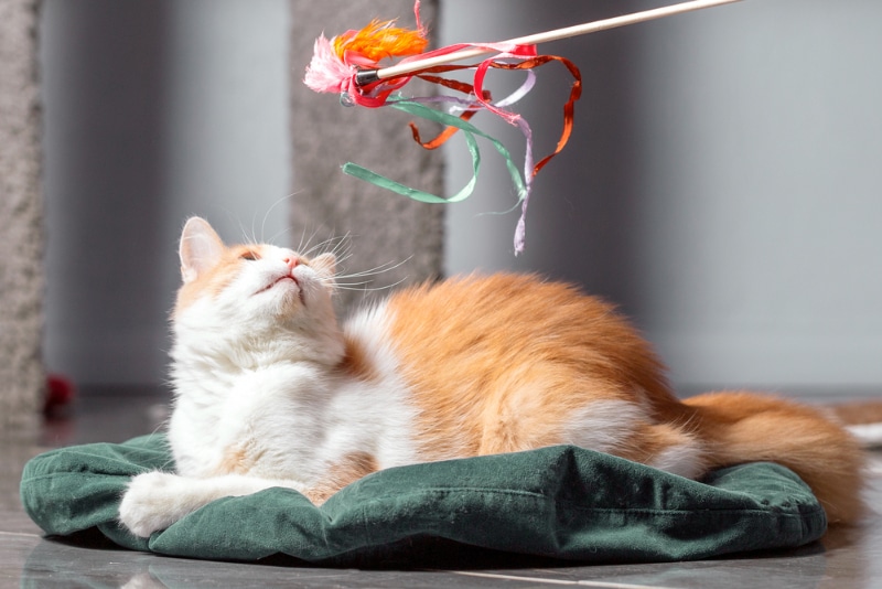 cat playing with a wand toy