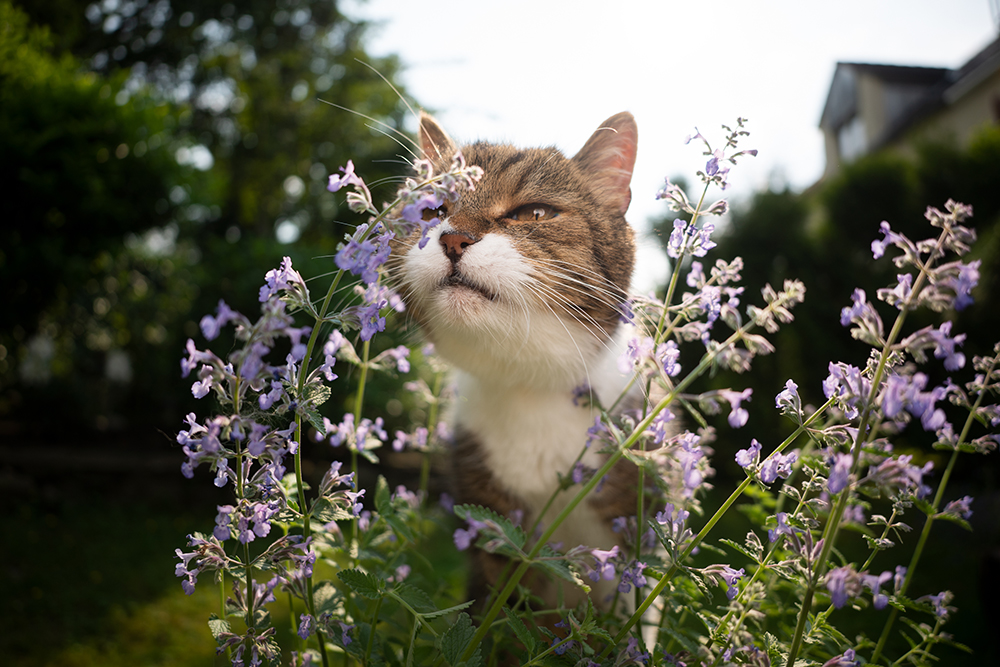 cat smelling catnip plant in the backyard