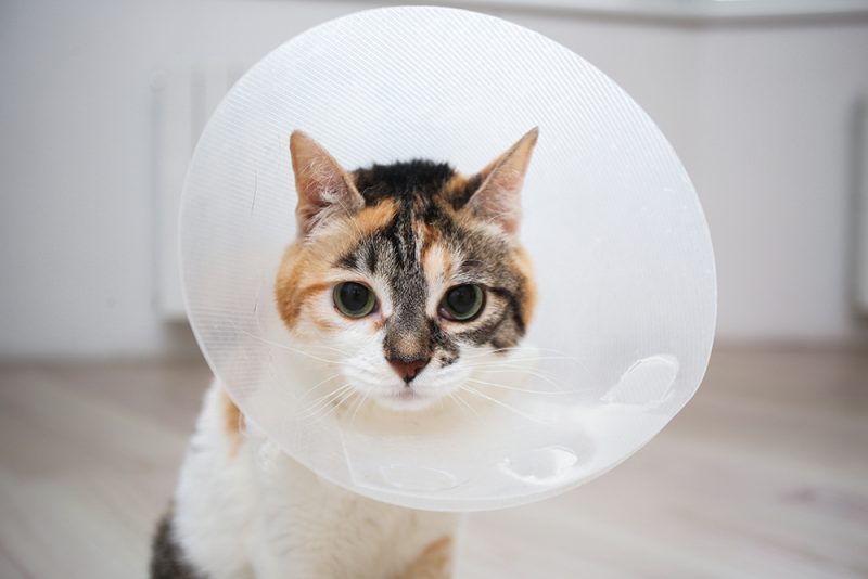 cat wearing plastic cone collar