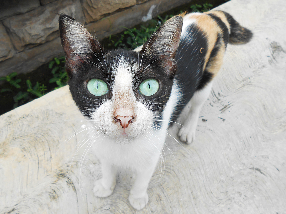 cat with dirty nose looking curious