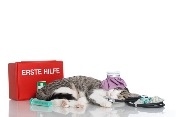 A cat with an emergency first aid kit.