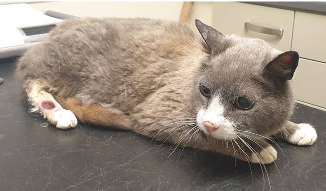 cat with mast cell tumor