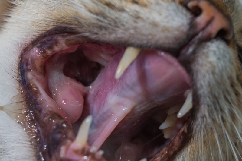 Cat with oral tumor