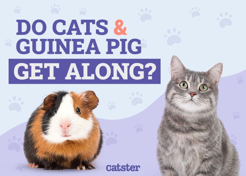 Cats and Guinea Pig Get Along