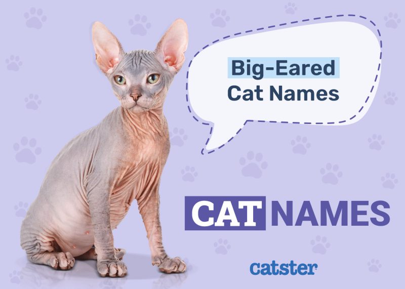 Big-Eared Cat Names