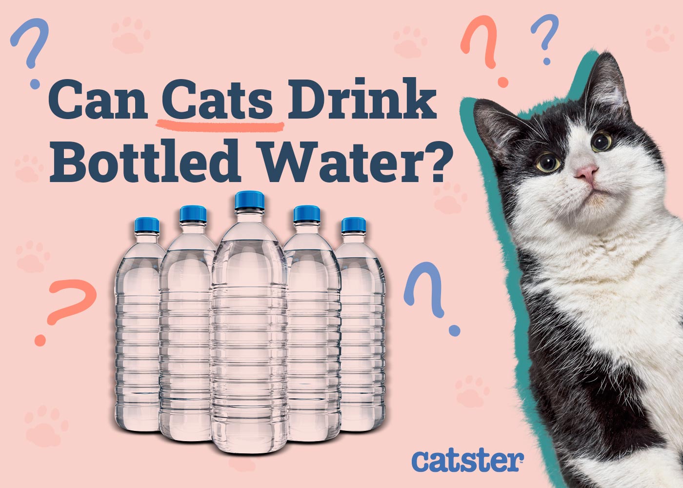 Can Cats Drink Bottled Water