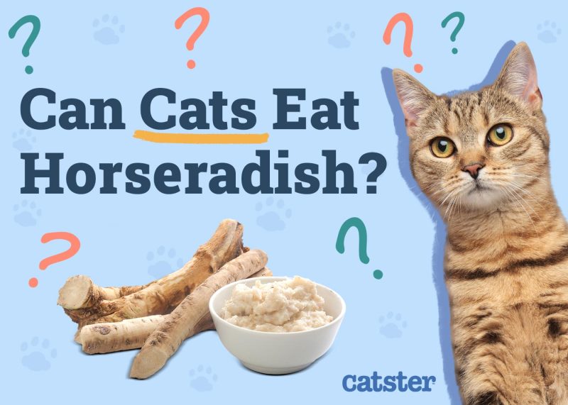 Can Cats Eat Horseradish