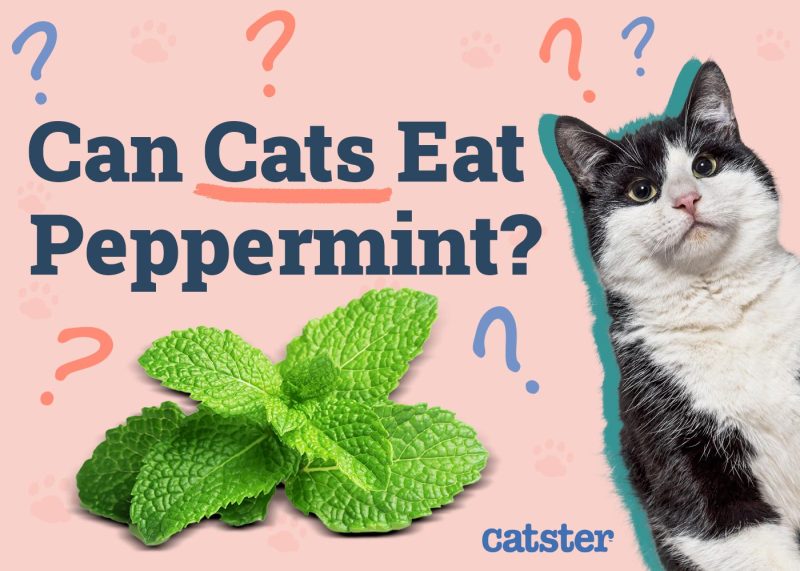 Can Cats Eat Peppermint