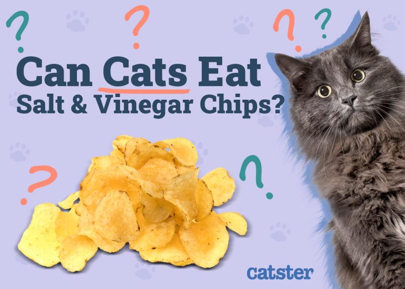 Can Cats Eat Salt & Vinegar Chips