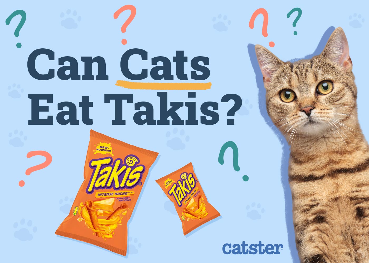 Can Cats Eat Takis