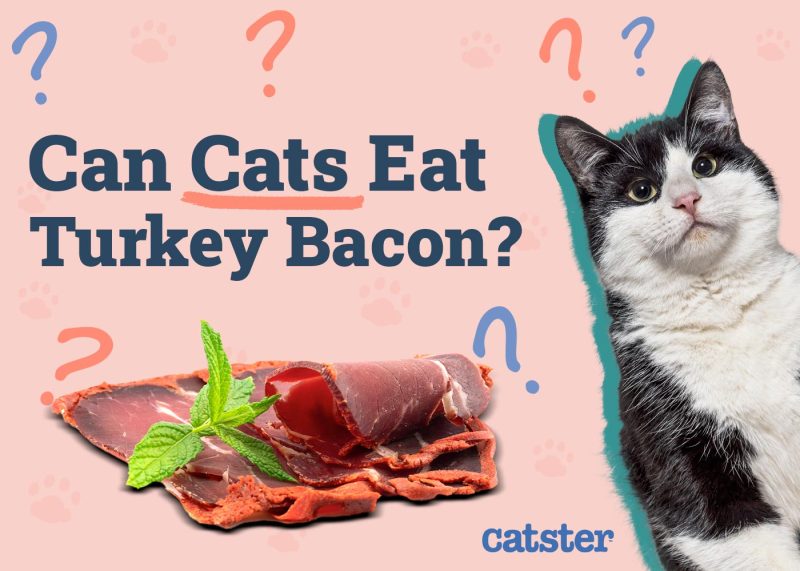 Can Cats Eat Turkey Bacon