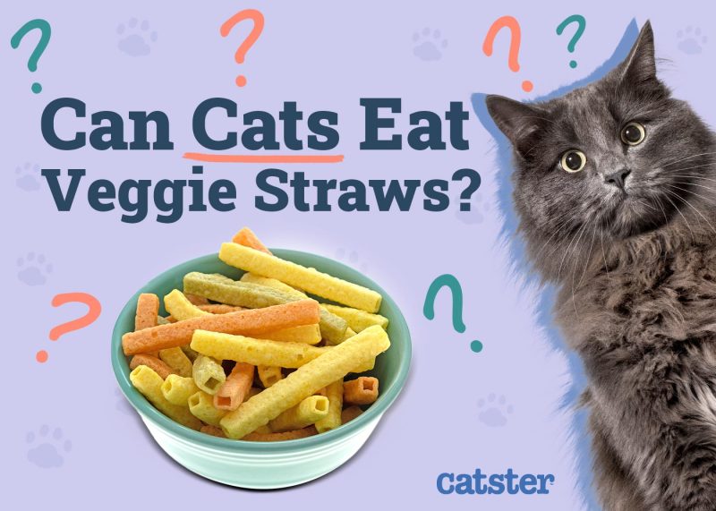 Can Cats Eat Veggie Straws