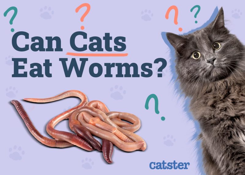 Can Cats Eat Worms (Earthworms)